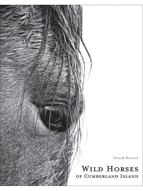 Wild Horses Of Cumberland Island